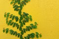 Coatbuttons Mexican daisy plant on yellow wall Royalty Free Stock Photo