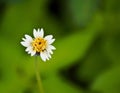 Coatbuttons, Mexican daisy