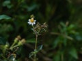 Close up view of tridax procumbens or tridax daisy is a type of weed. Royalty Free Stock Photo