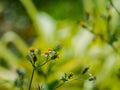 Close up view of tridax procumbens or tridax daisy is a type of weed. Royalty Free Stock Photo