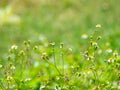 Close up view of tridax procumbens or tridax daisy is a type of weed. Royalty Free Stock Photo