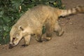 Coati Royalty Free Stock Photo