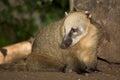 Coati Royalty Free Stock Photo