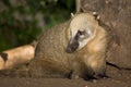 Coati