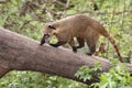 Coati Royalty Free Stock Photo