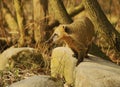 Coati Royalty Free Stock Photo