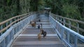 Coati animal at the Iguazu Falls in Argentina. Royalty Free Stock Photo