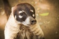 Coati animal wild cute face portrait Royalty Free Stock Photo