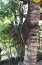 Coati Climbing Down Tree Royalty Free Stock Photo