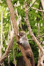 Coati climbing on tree Royalty Free Stock Photo