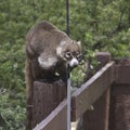 Coati coatimundi raiding a hummingbird feeder