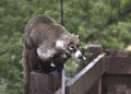 Coati raiding some bird feeders