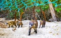 Coati coatis snuffling and search for food tropical jungle Mexico Royalty Free Stock Photo