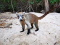 Coati coatis snuffling and search for food tropical jungle Mexico Royalty Free Stock Photo