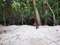 Coati coatis snuffling and search for food tropical jungle Mexico Royalty Free Stock Photo