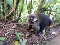 Coati in Costa Rica. Wildlife. Ecoturismo.rainforest.