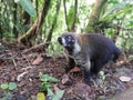 Coati in Costa Rica. Wildlife. Ecoturismo.rainforest.