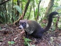 Coati in Costa Rica. Wildlife. Ecoturismo.rainforest.