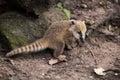 Coati cub Royalty Free Stock Photo