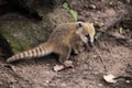 Coati cub