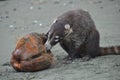 Coati eating a coconut