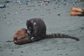 Coati eating a coconut Royalty Free Stock Photo