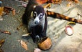 Coati Eating Coconut Royalty Free Stock Photo