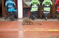 Coati at the Iguazu Falls in the Argentine side Royalty Free Stock Photo
