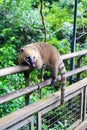 Coati in Iguazu Falls National Park Royalty Free Stock Photo