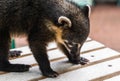 Coati in Iguazu Falls national park, Argentina. Royalty Free Stock Photo