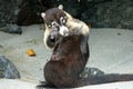 Coati in Manuel Antonio National Park, Costa Rica Royalty Free Stock Photo