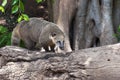 Coati known as coatimundi diurnal mammal on the fallen tree Royalty Free Stock Photo