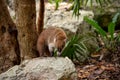 Coati in the Mexican Rainforest Jungle standing on a rock - Tulum, Mexico