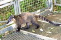 Coati