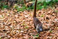 Coati-Mundi or Quatimundi in Tikal, Guatemala