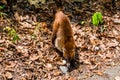 Coati-Mundi or Quatimundi in Tikal, Guatemala