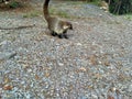 Coati Nasua Royalty Free Stock Photo