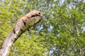 Coati (Nasua nasua) Royalty Free Stock Photo