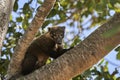 Coati, Nasus Nasus, climbing through the a tree in the southern Pantanal of Brazil.