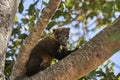 Coati, Nasus Nasus, climbing through the a tree in the southern Pantanal of Brazil.