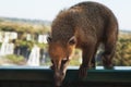 Wild coati nasua at Iguazu Falls Royalty Free Stock Photo