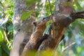 Coati over a tree trunk Royalty Free Stock Photo