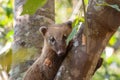 Coati over a tree trunk Royalty Free Stock Photo