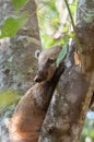 Coati over a tree trunk Royalty Free Stock Photo
