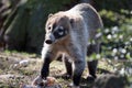 Coati in Prague