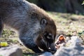 Coati in Prague Royalty Free Stock Photo