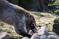 Coati in Prague Royalty Free Stock Photo