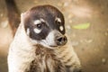 Coati, raccoon in the open looking for food.Villahermosa,Tabasco,Mexico