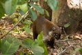 Coati, raccoon in the open looking for food.Villahermosa,Tabasco,Mexico