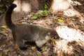 Coati, raccoon in the open looking for food.Villahermosa,Tabasco,Mexico